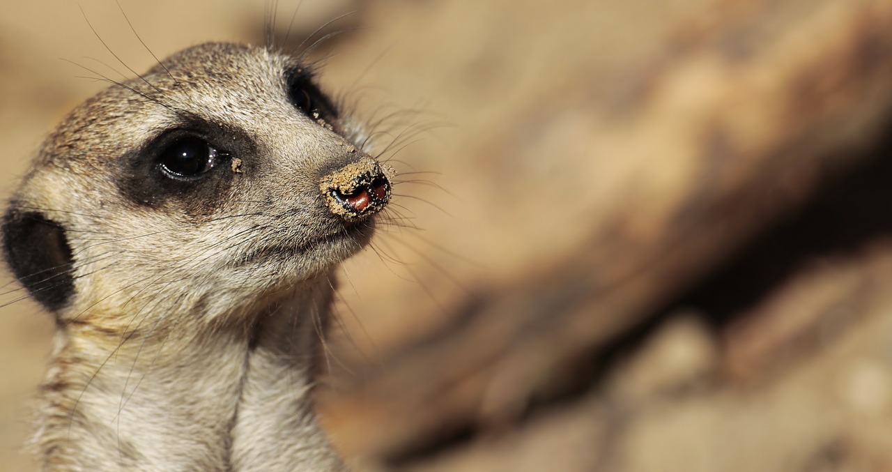 meerkat animal wild animal free photo