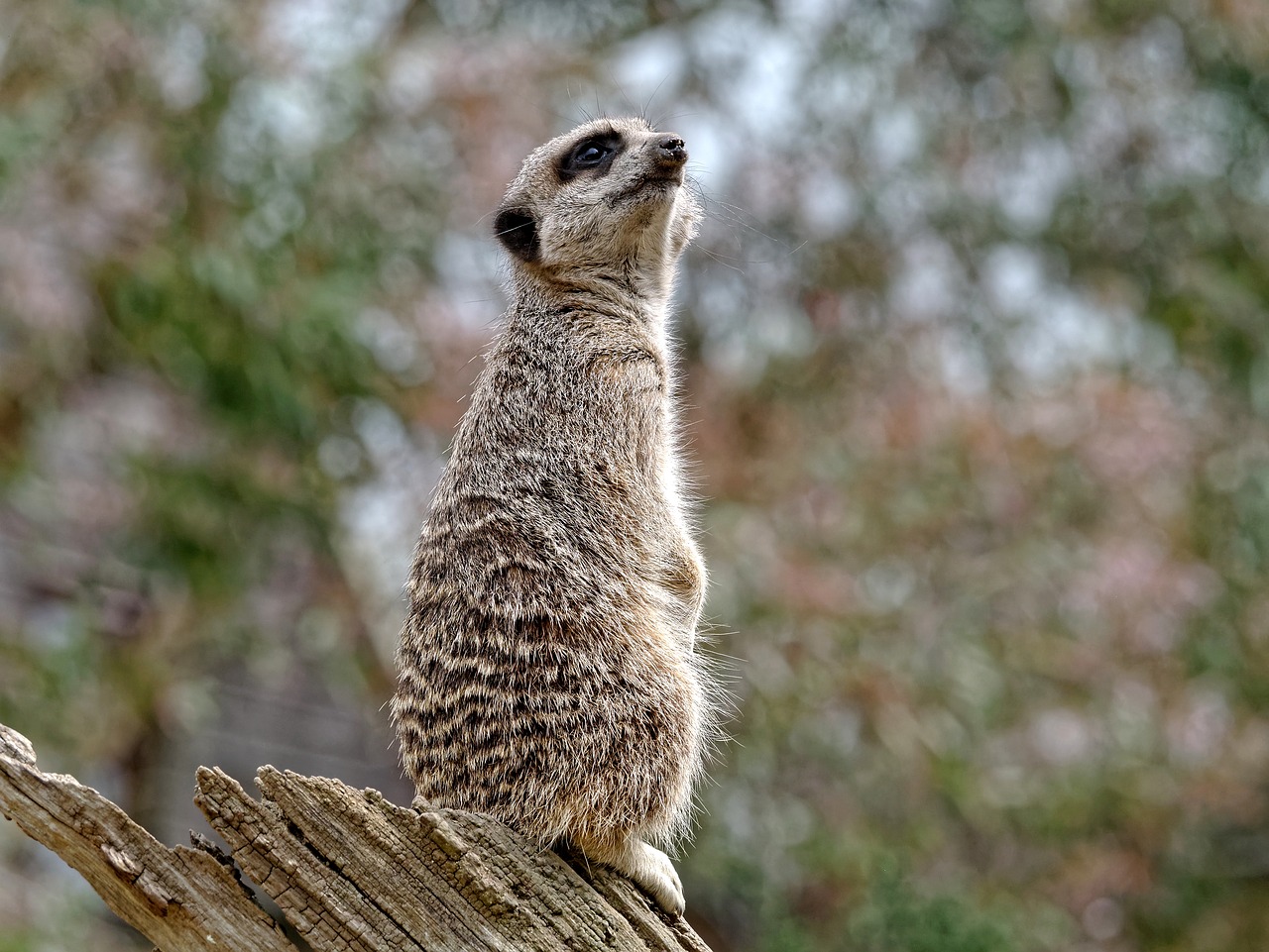 meerkat guard wildlife free photo