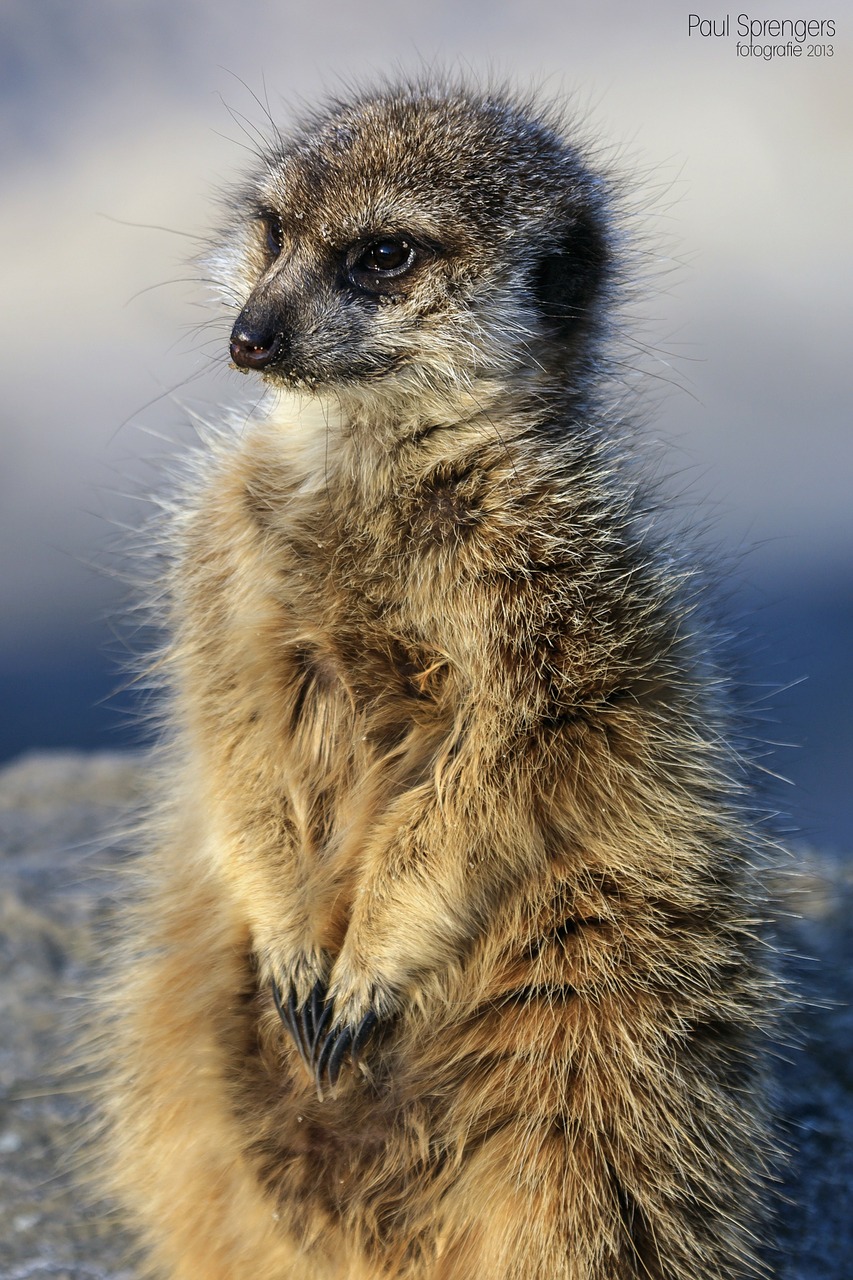 meerkat nature animals free photo