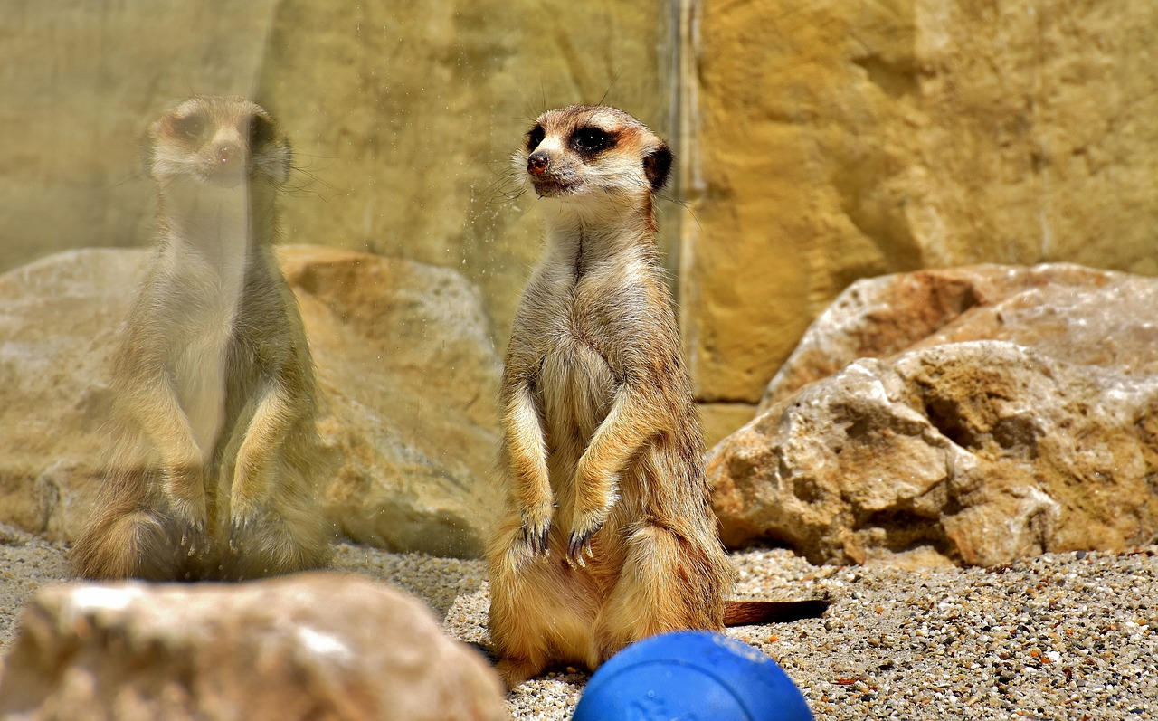 meerkat mirroring cute free photo