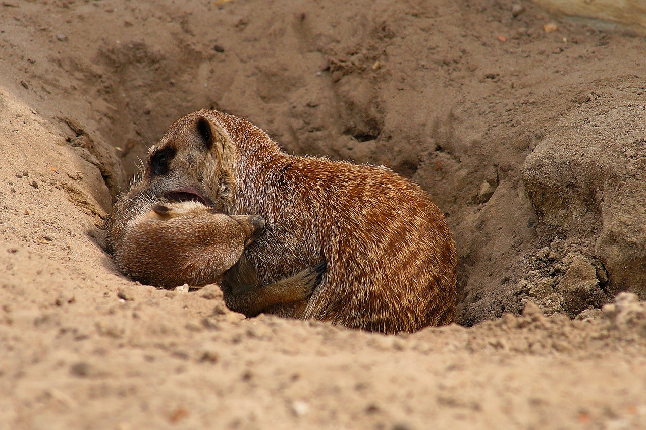 meerkat scramble meercat free photo