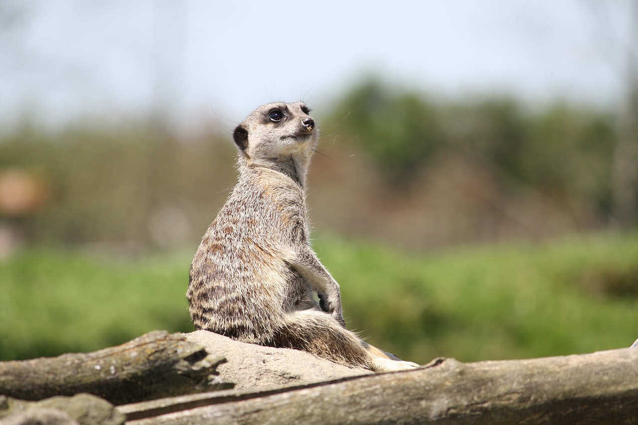 meerkat wildlife mammal free photo