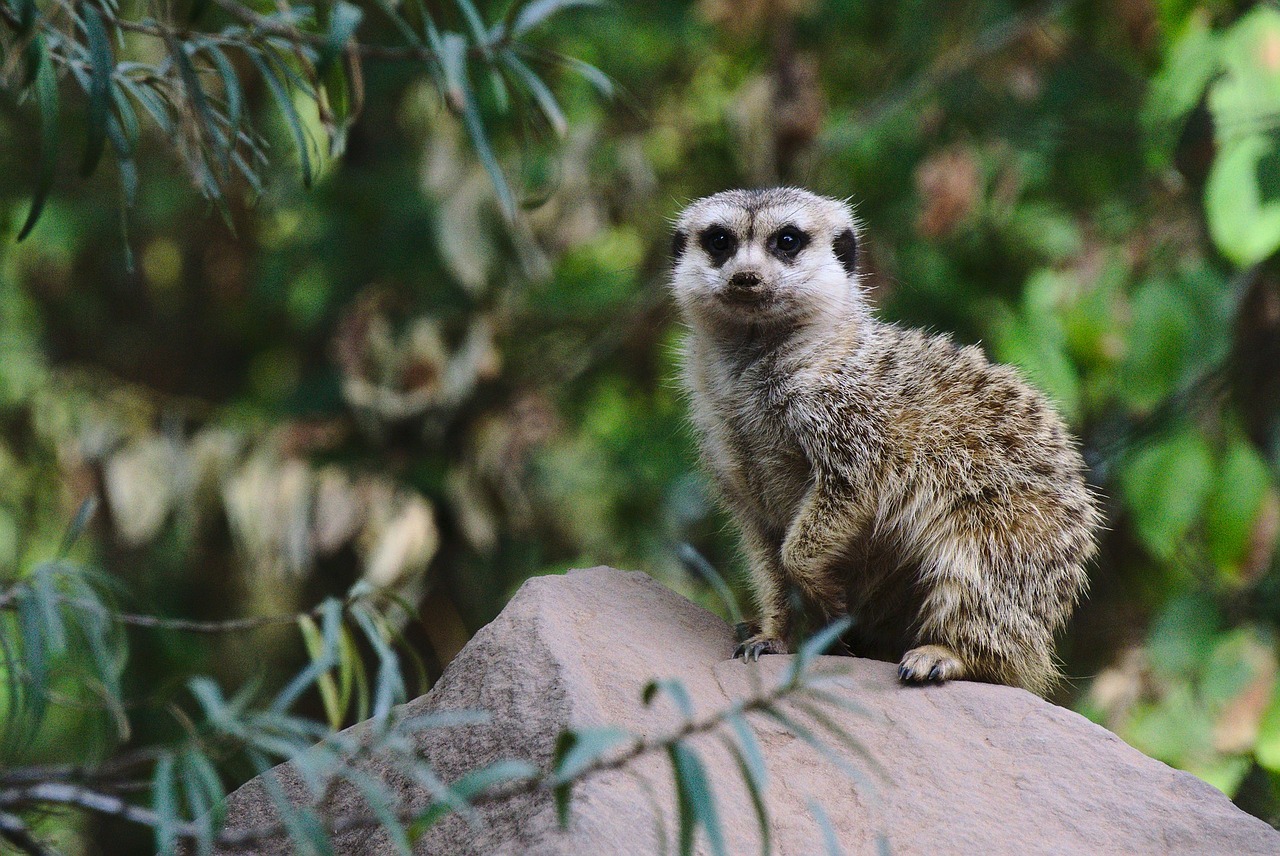 meerkat zoo green free photo