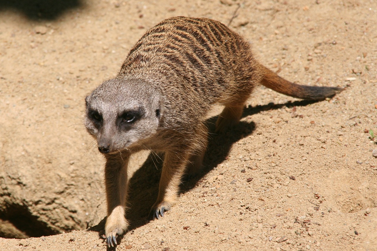 meerkat tiergarten zoo free photo