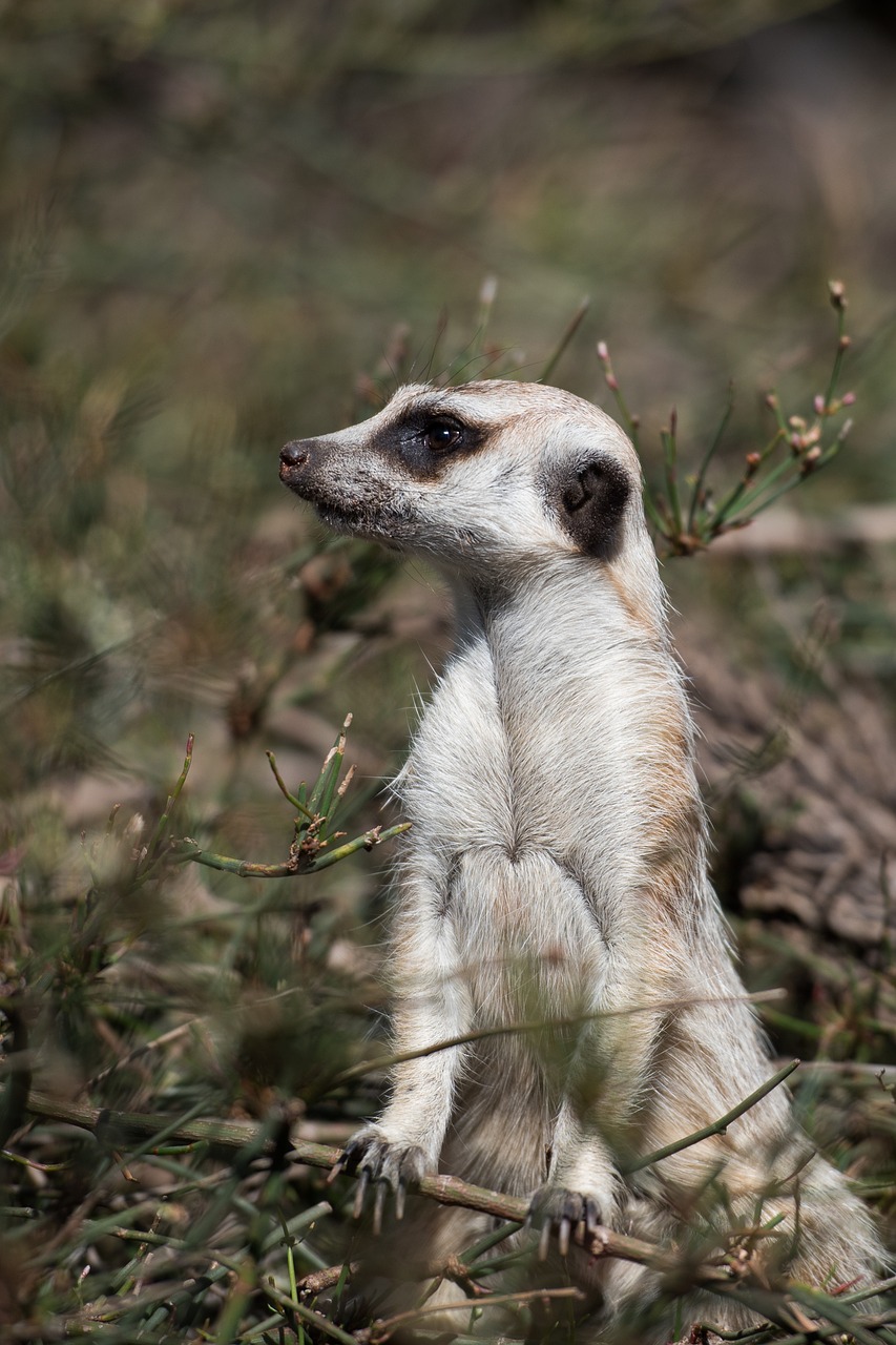 meerkat wildlife animal free photo