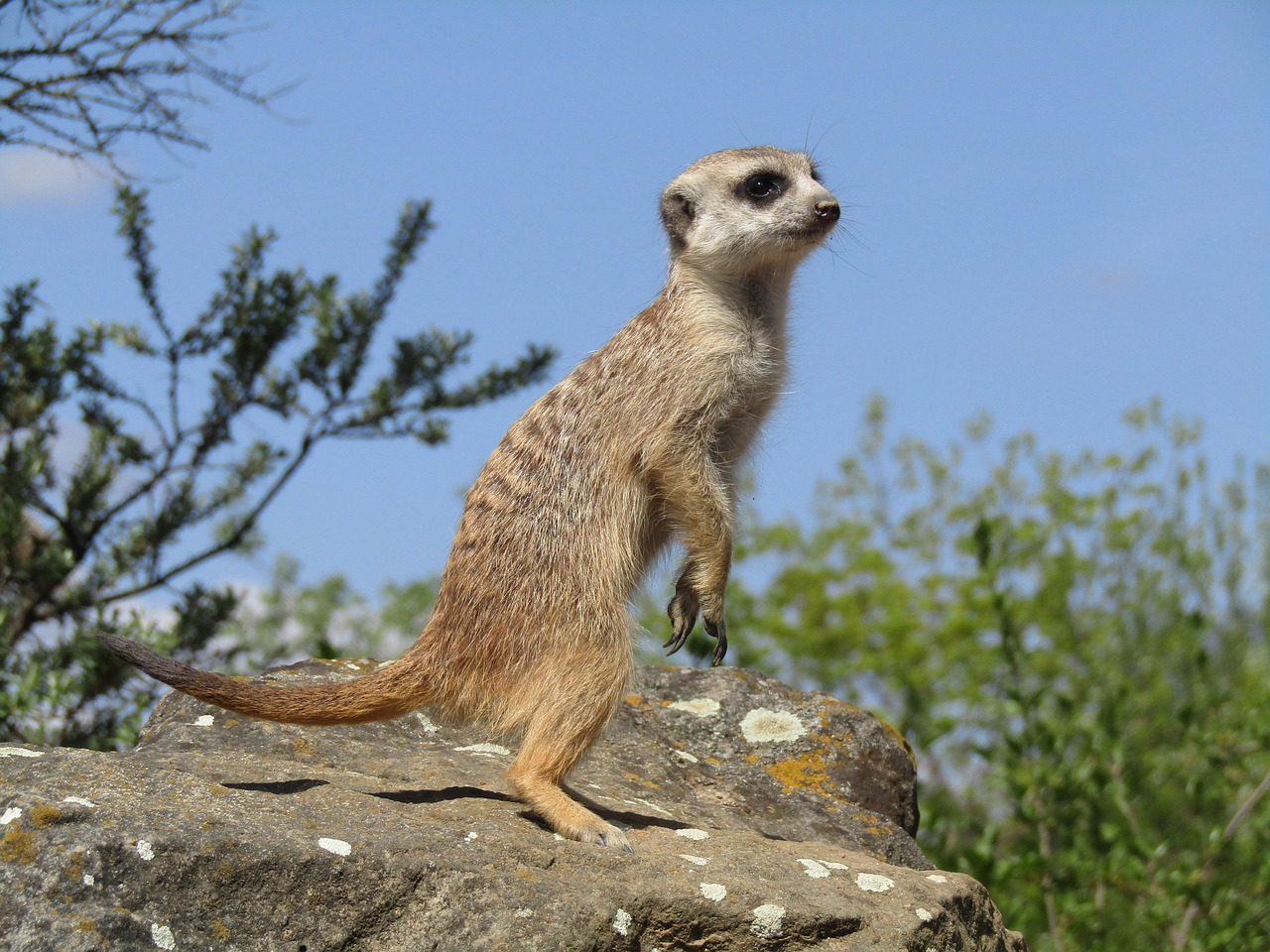 meerkat zoo animal free photo