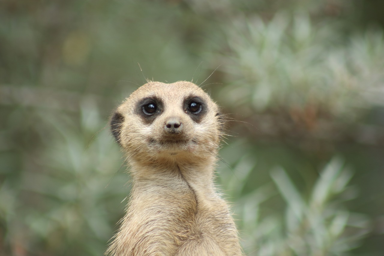 meerkat animal nature free photo