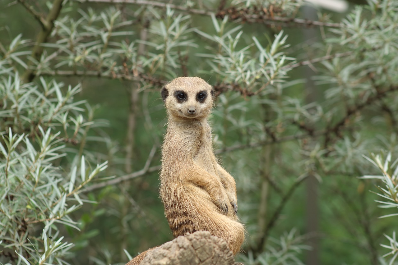 meerkat animal nature free photo