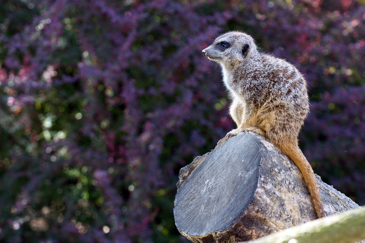 meerkat purple log free photo