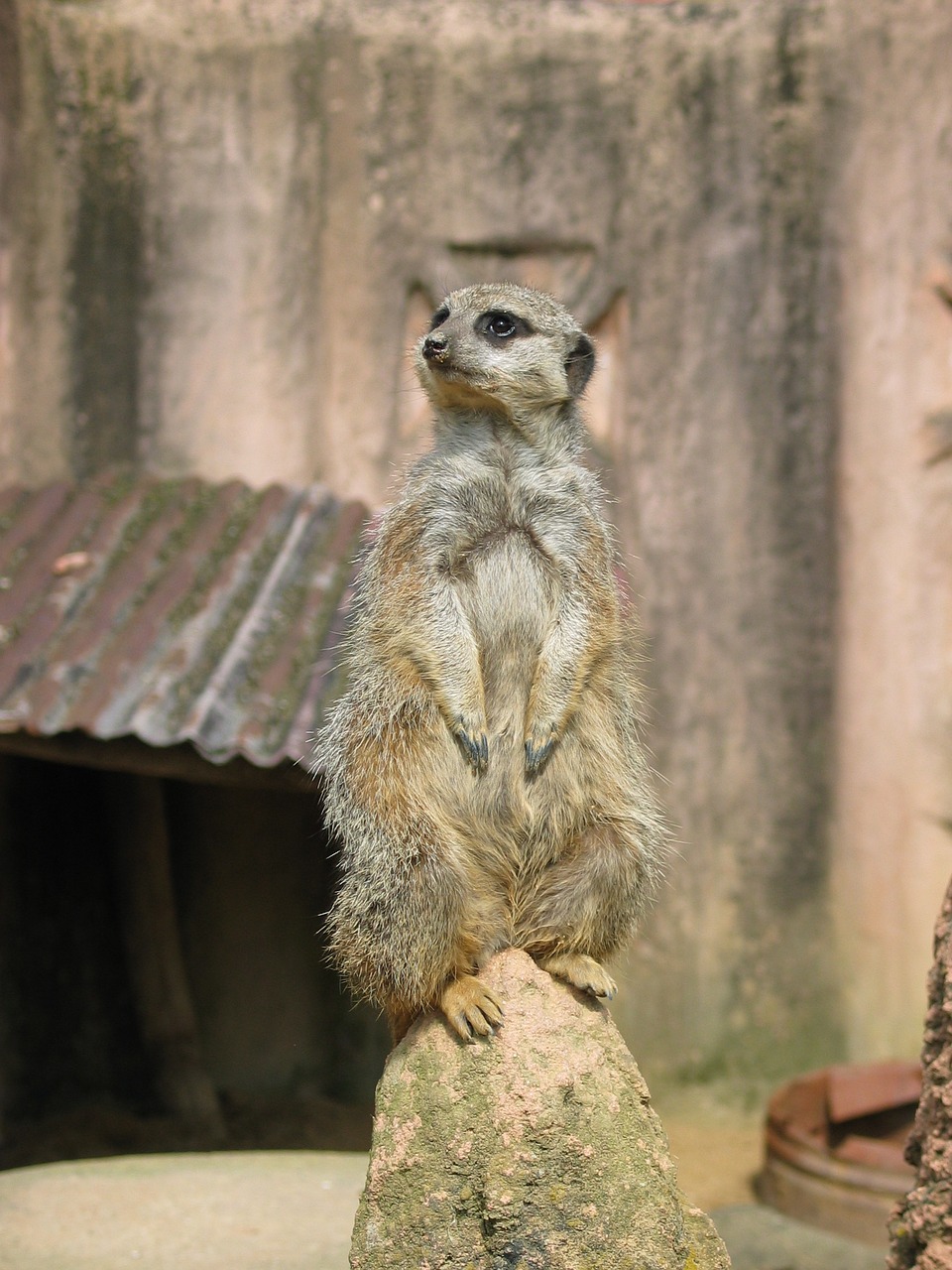 meerkat zoo animal free photo