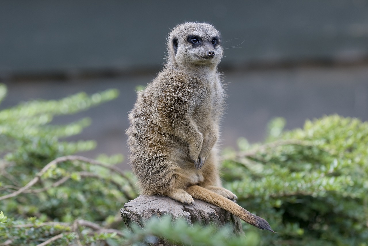 meerkat zoo happy free photo