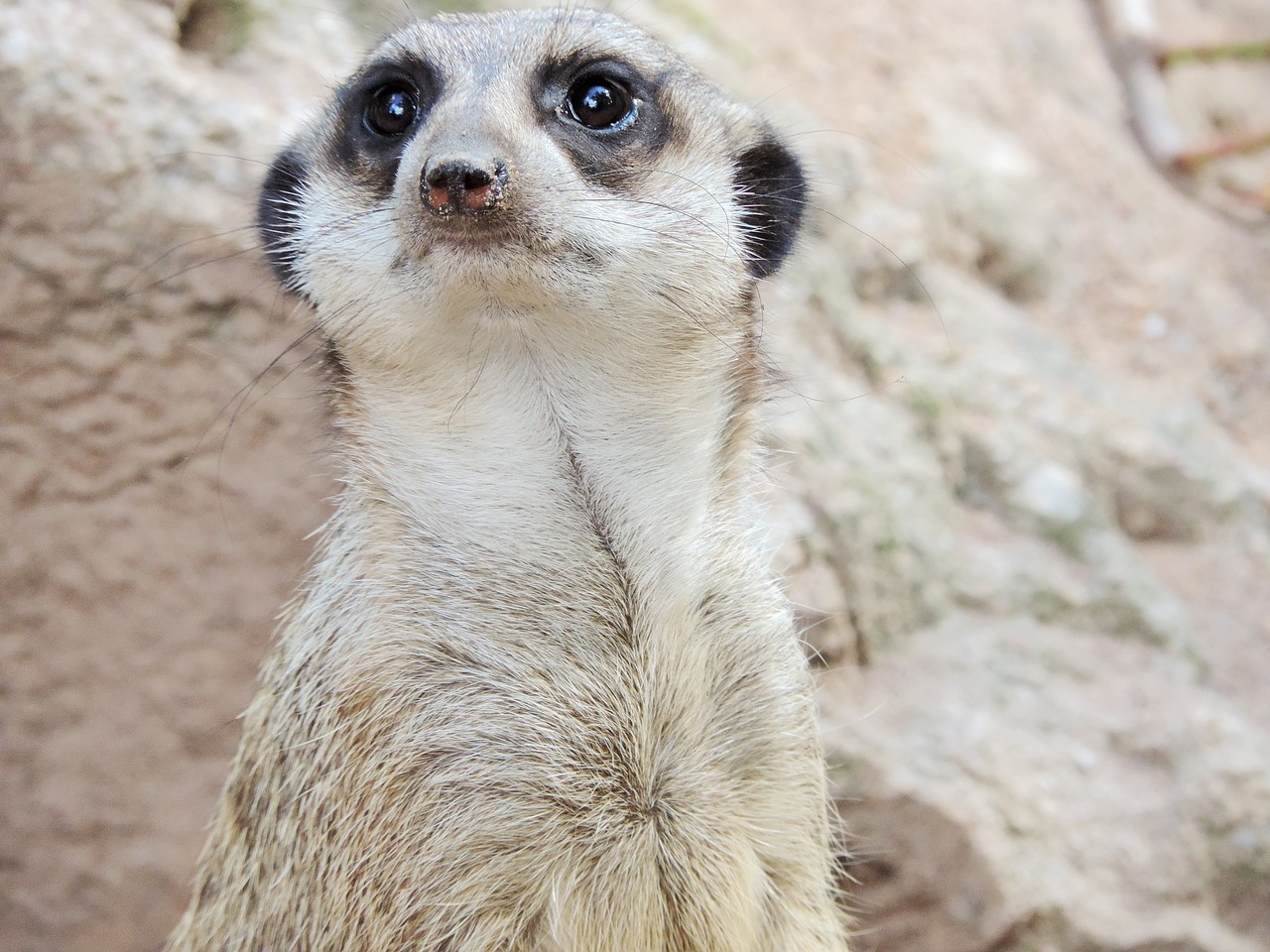 meerkat zoo tiergarten free photo