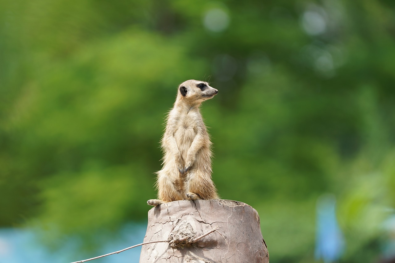 meerkat watch guard free photo