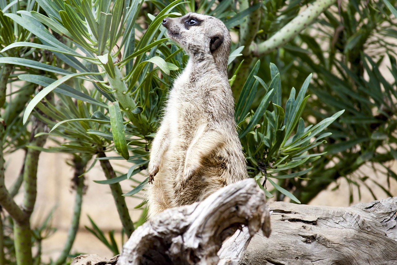 meerkat zoo sentry free photo