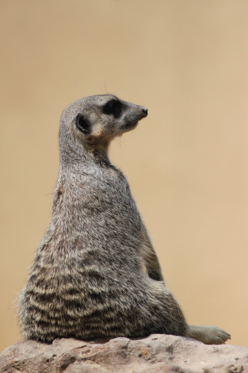 meerkat suricate wildlife free photo