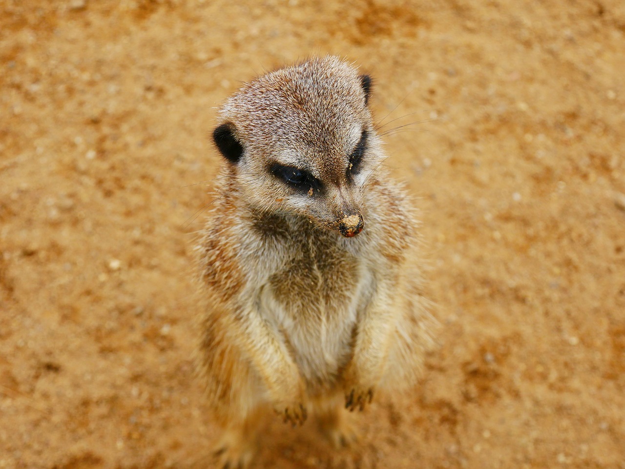 meerkat animal prairie free photo