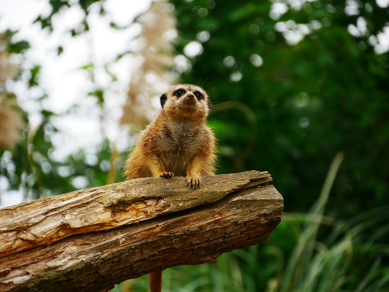 meerkat animal nature free photo