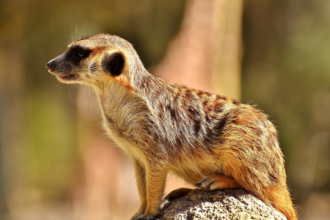 meerkat cute curious free photo