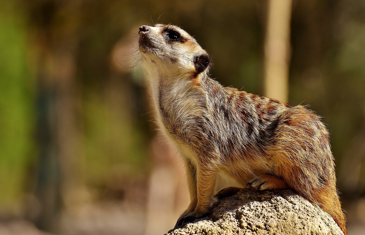 meerkat cute curious free photo