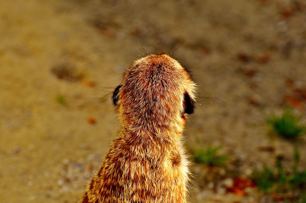 meerkat cute curious free photo