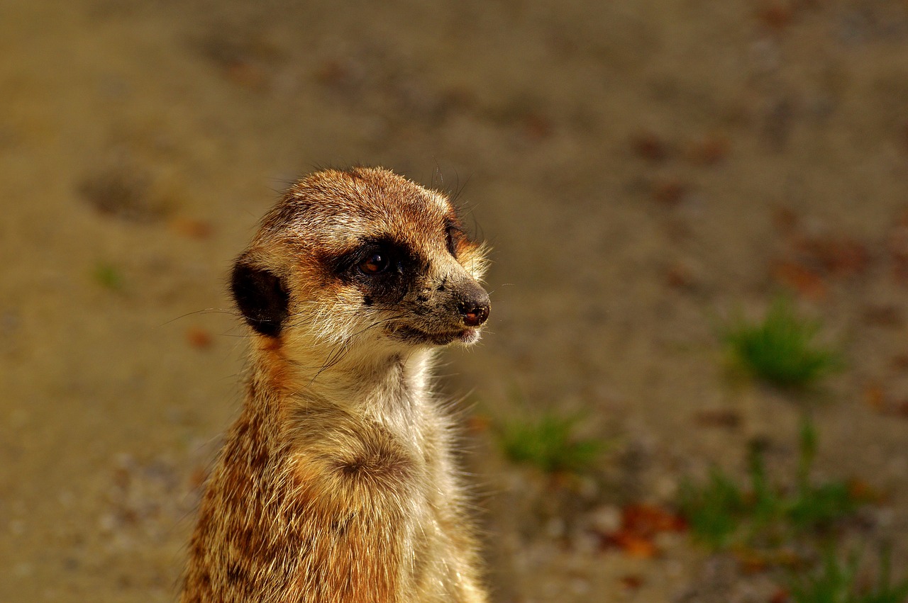 meerkat cute curious free photo