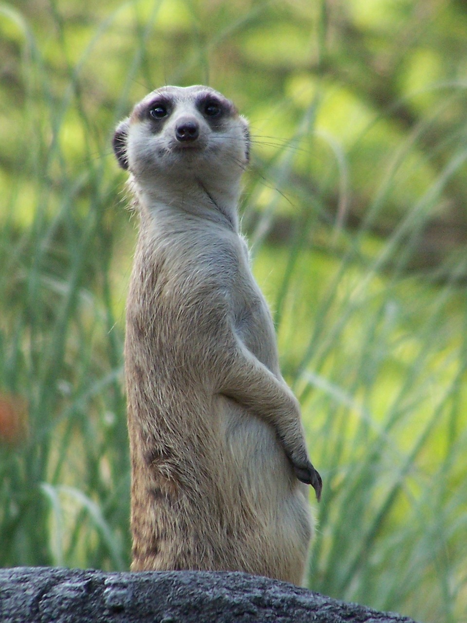 meerkat rodent animal free photo