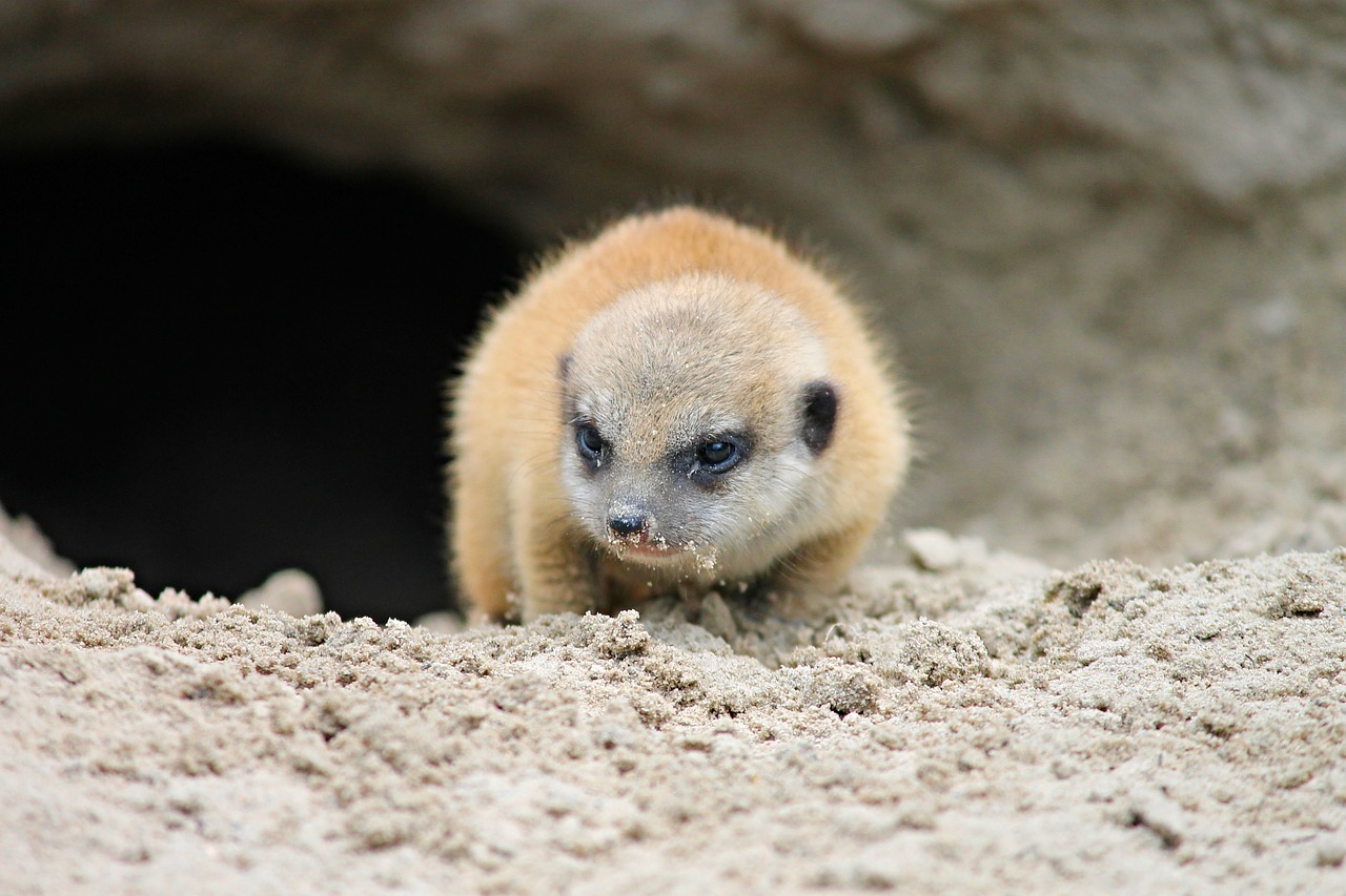 meerkat young young animal free photo