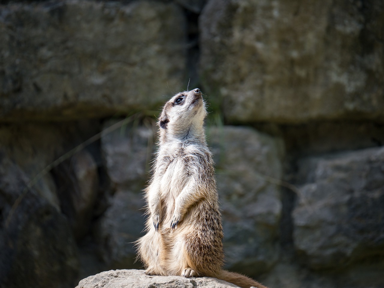 meerkat animals zoo free photo