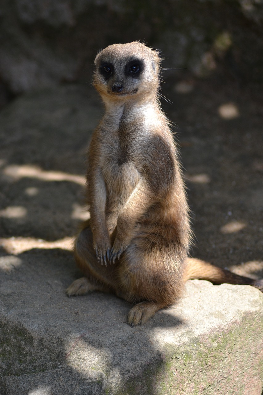 meerkat watch vigilant free photo