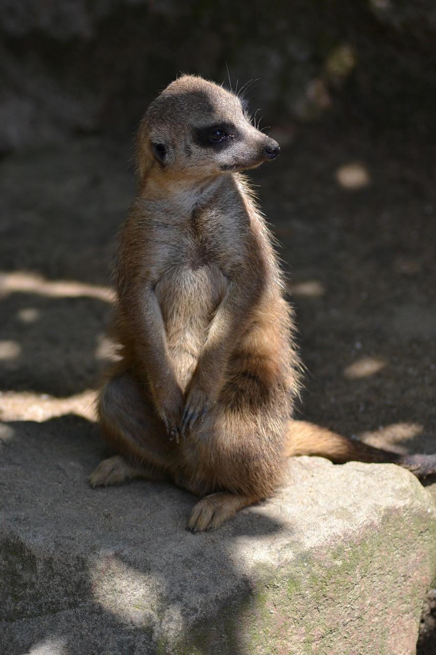 meerkat guard watch free photo