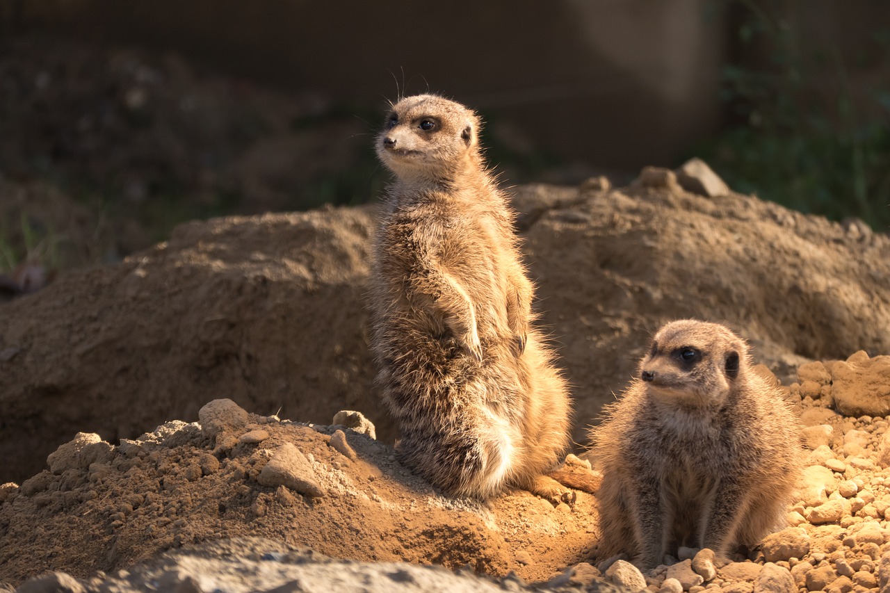 meerkat zoo animals free photo