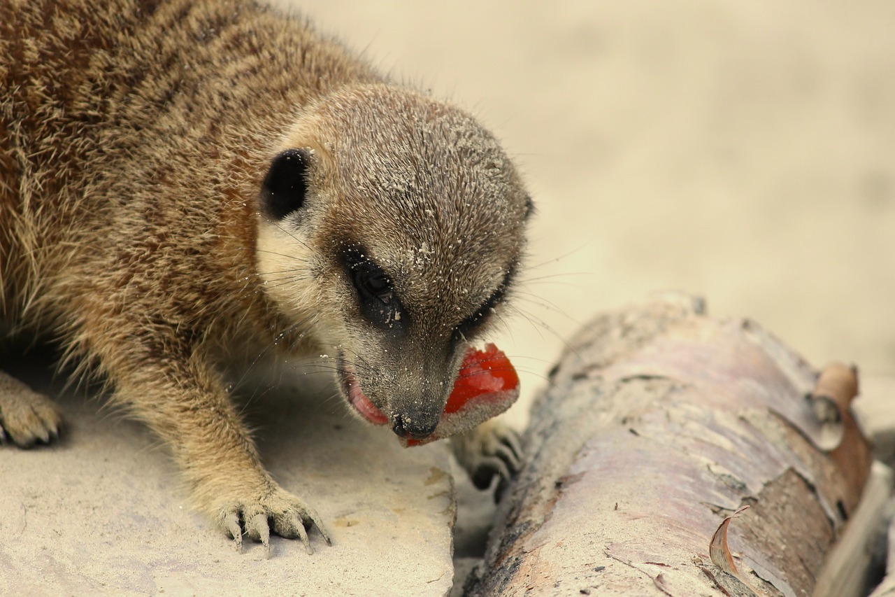 meerkat food meercat free photo