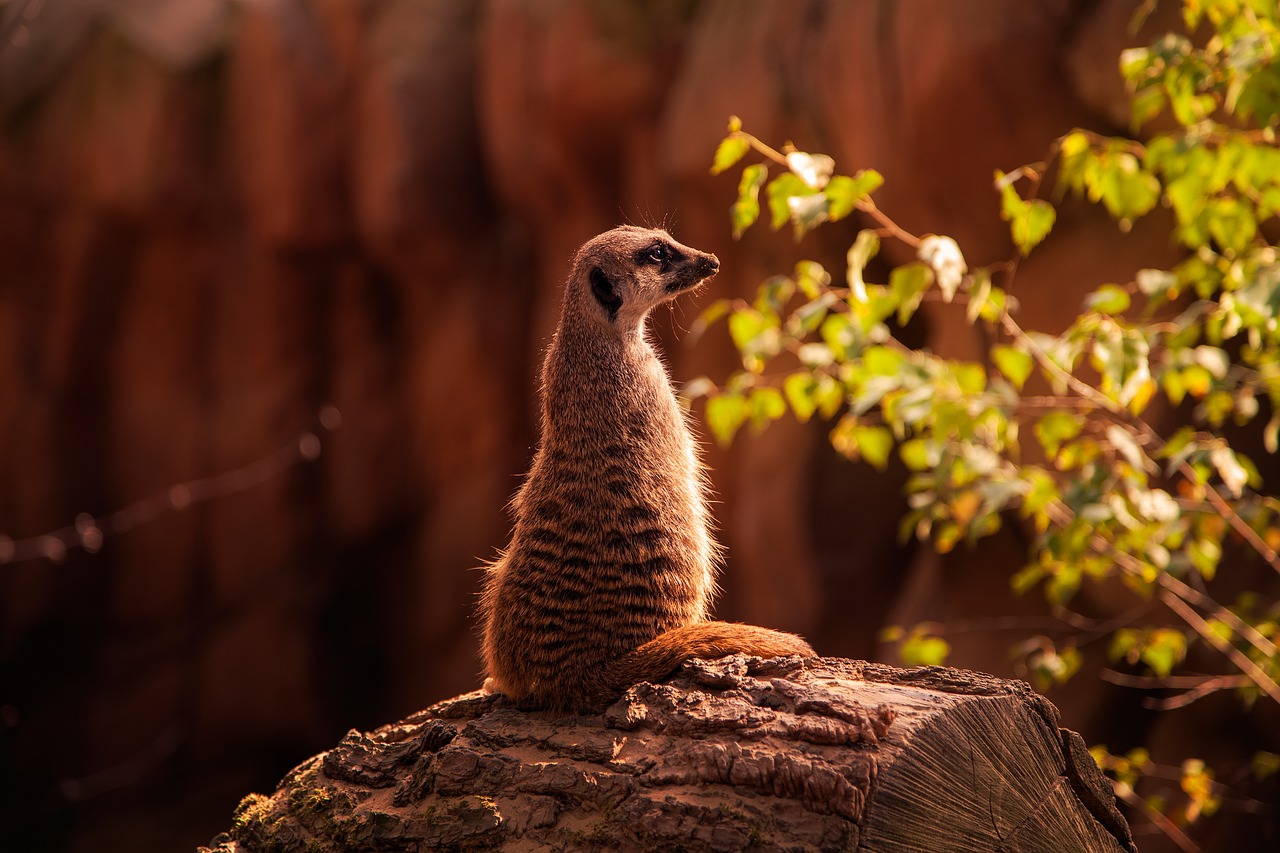 meerkat tree trunk nature free photo