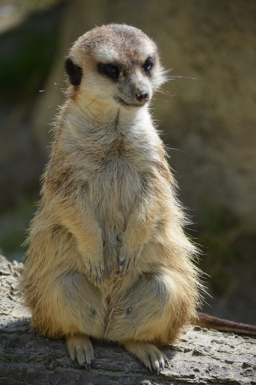 meerkat animal guard free photo