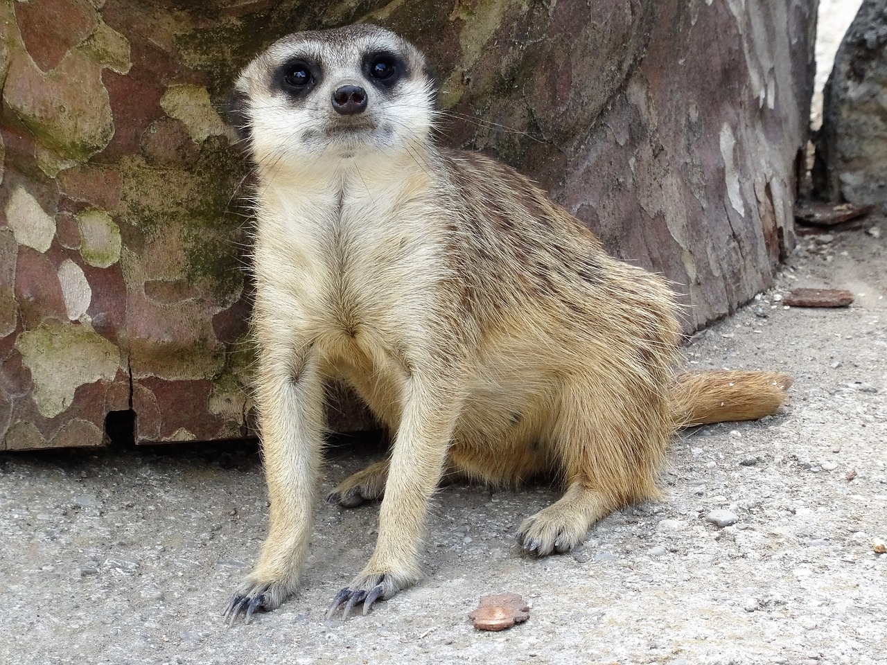 meerkat zoo sahara free photo