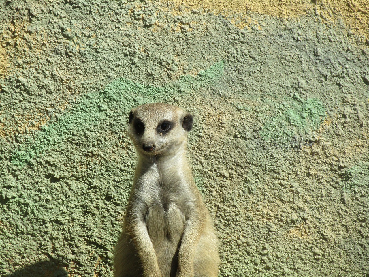 meerkat zoo mammal free photo