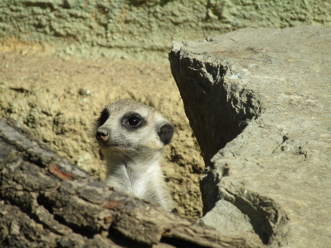 meerkat mammal zoo free photo