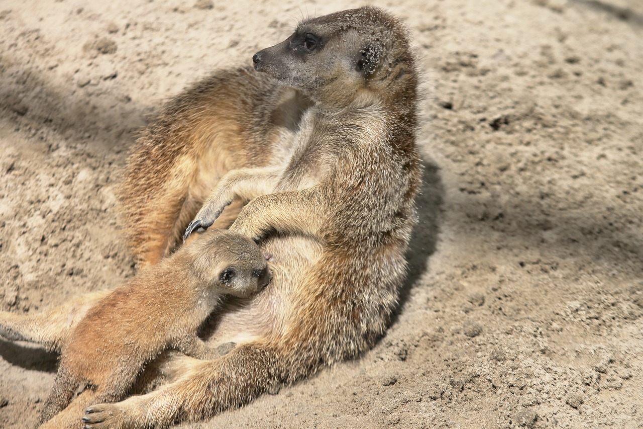 meerkat baby suckle free photo