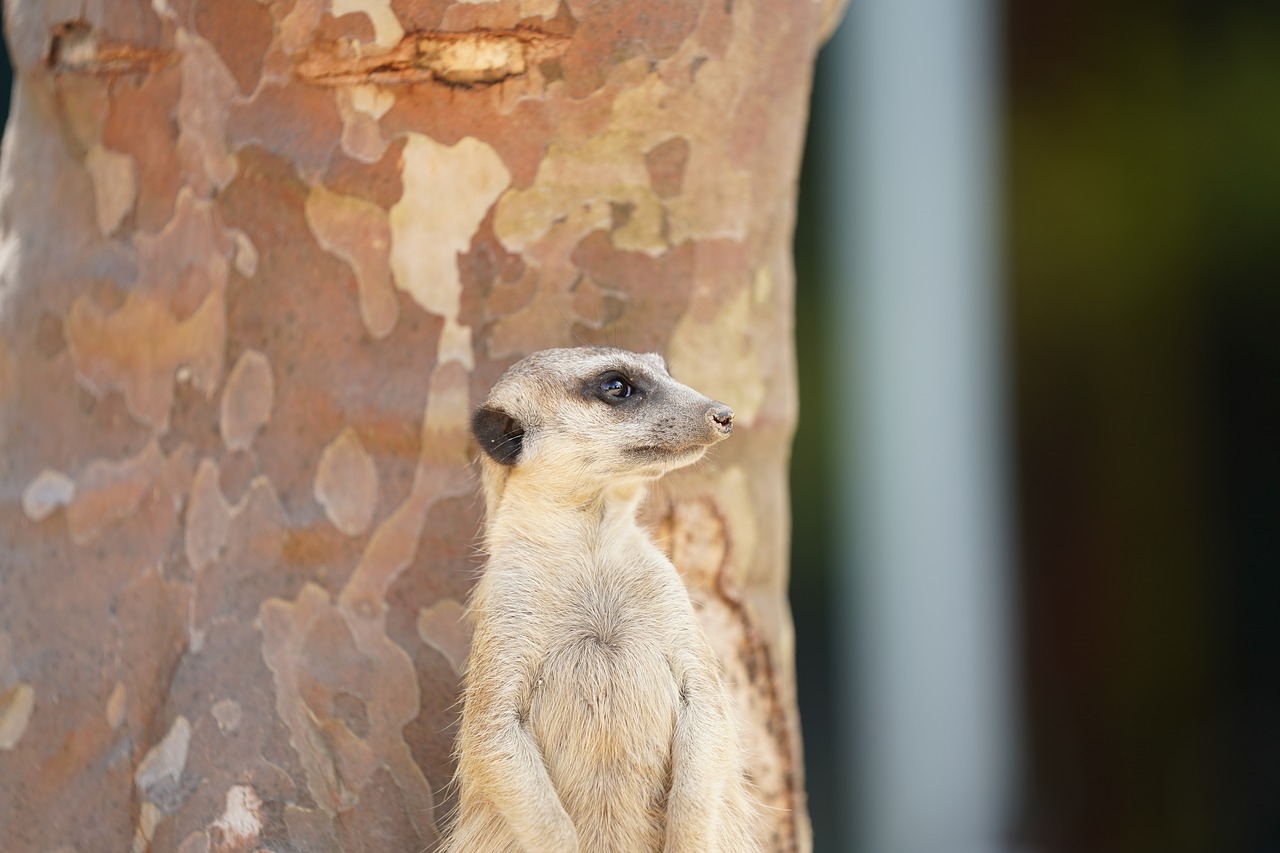meerkat mammal zoo free photo