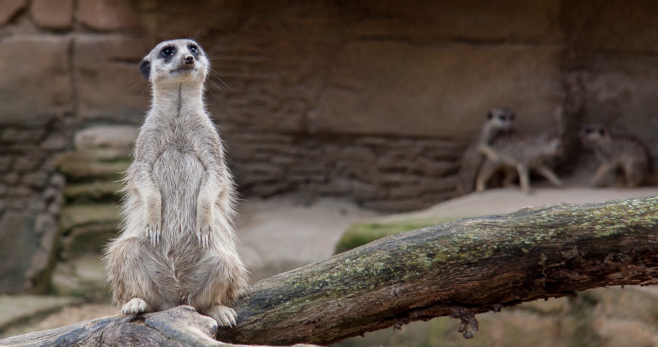 meerkat zoo curious free photo