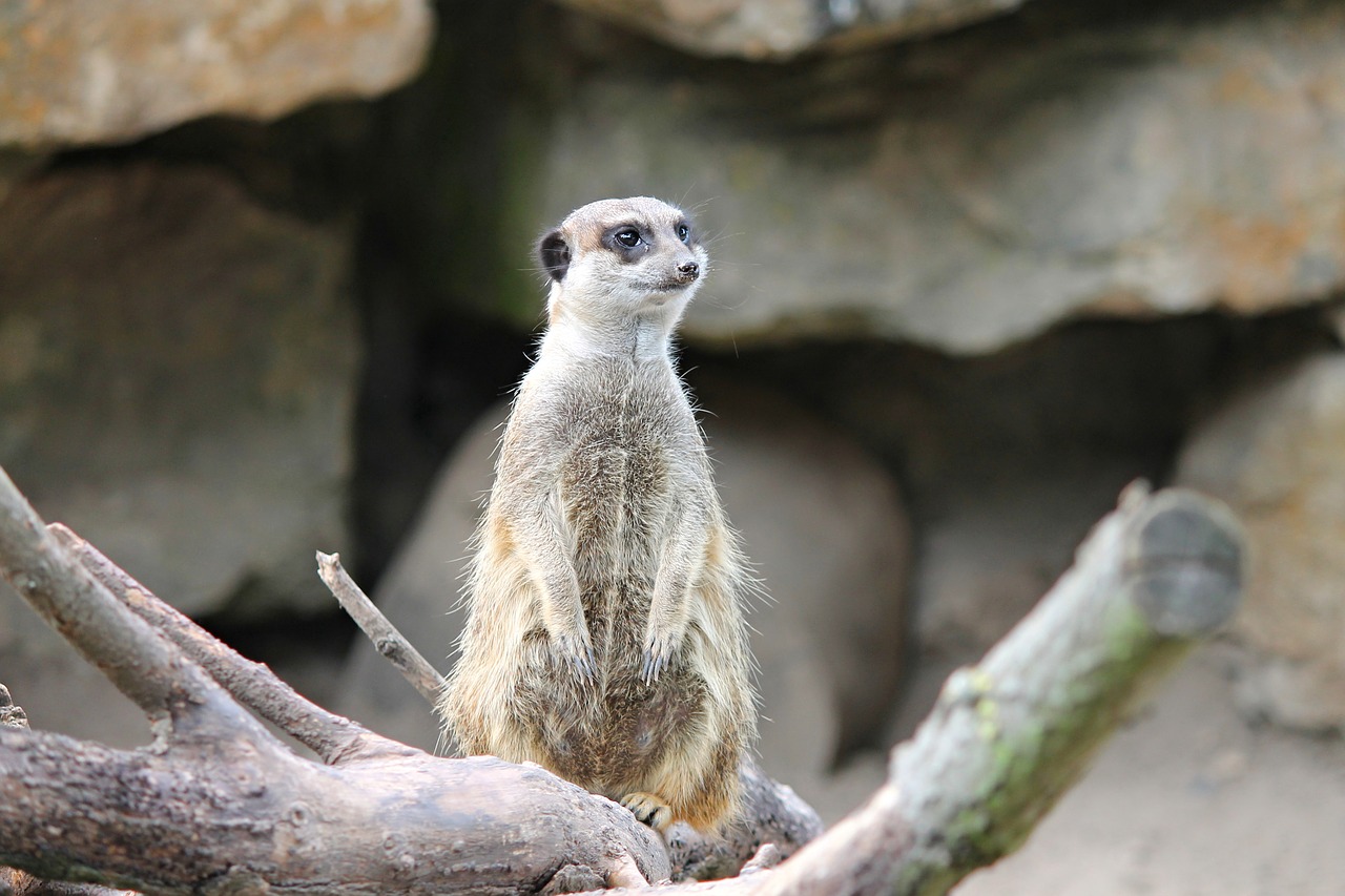 meerkat mongoose scharrtier free photo
