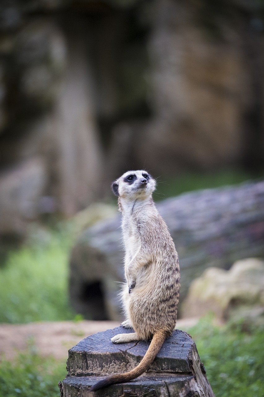 meerkat meercat scharrtier free photo