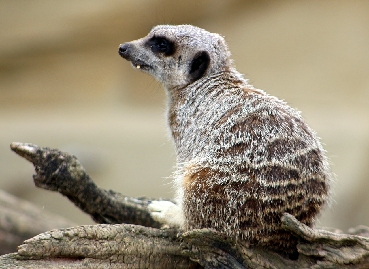 meerkat animal zoo free photo