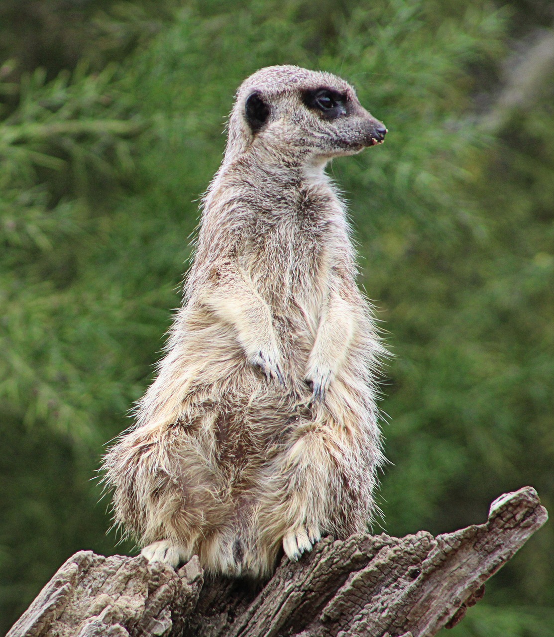 meerkat animal zoo free photo