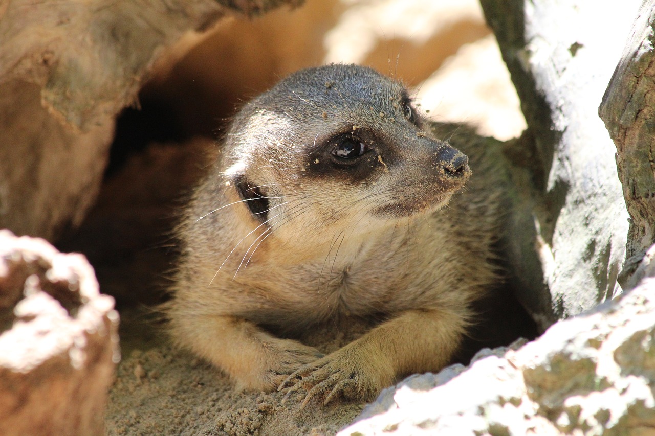 meerkat zoo wild free photo