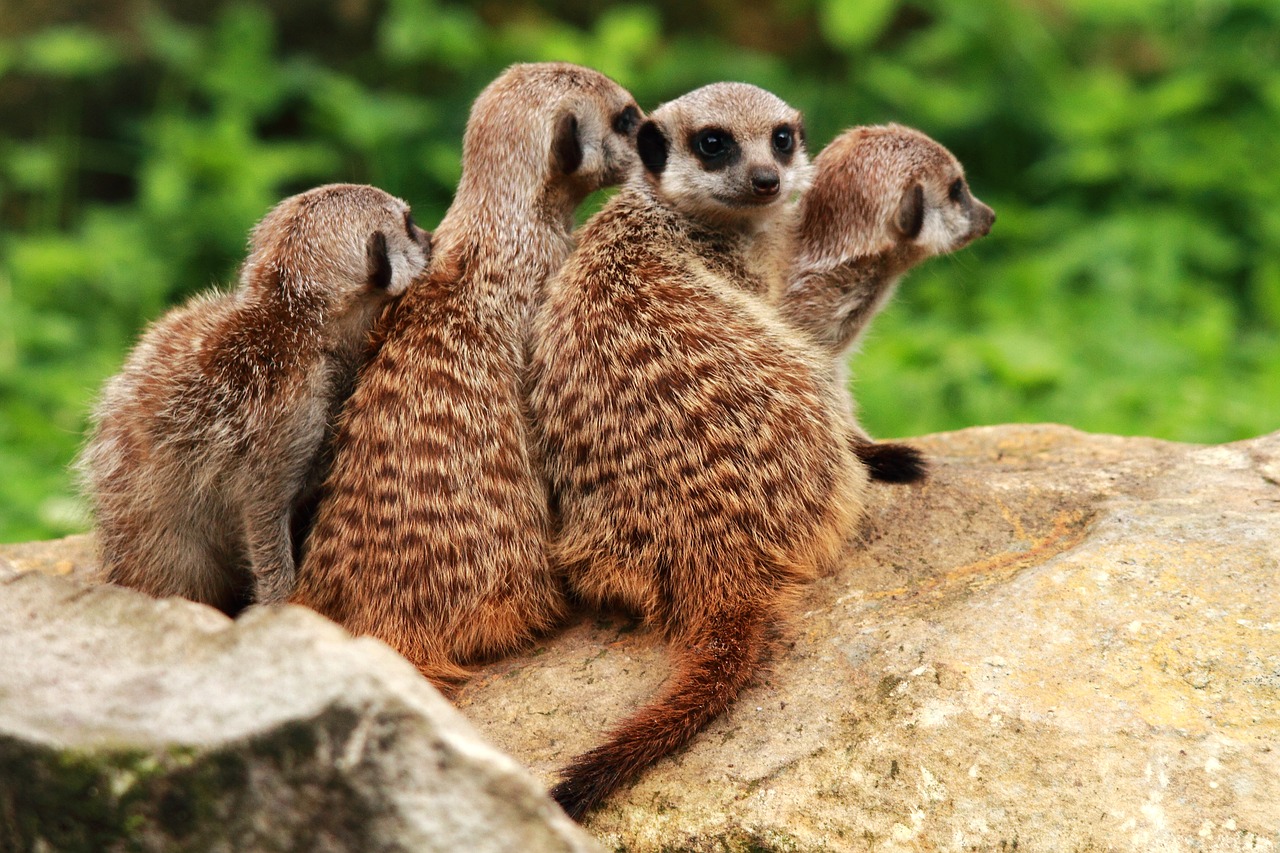 meerkat animals watch free photo