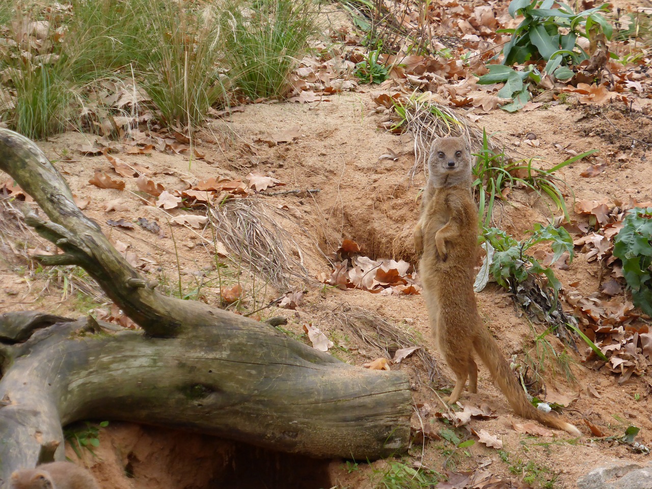 meerkat animal nature free photo