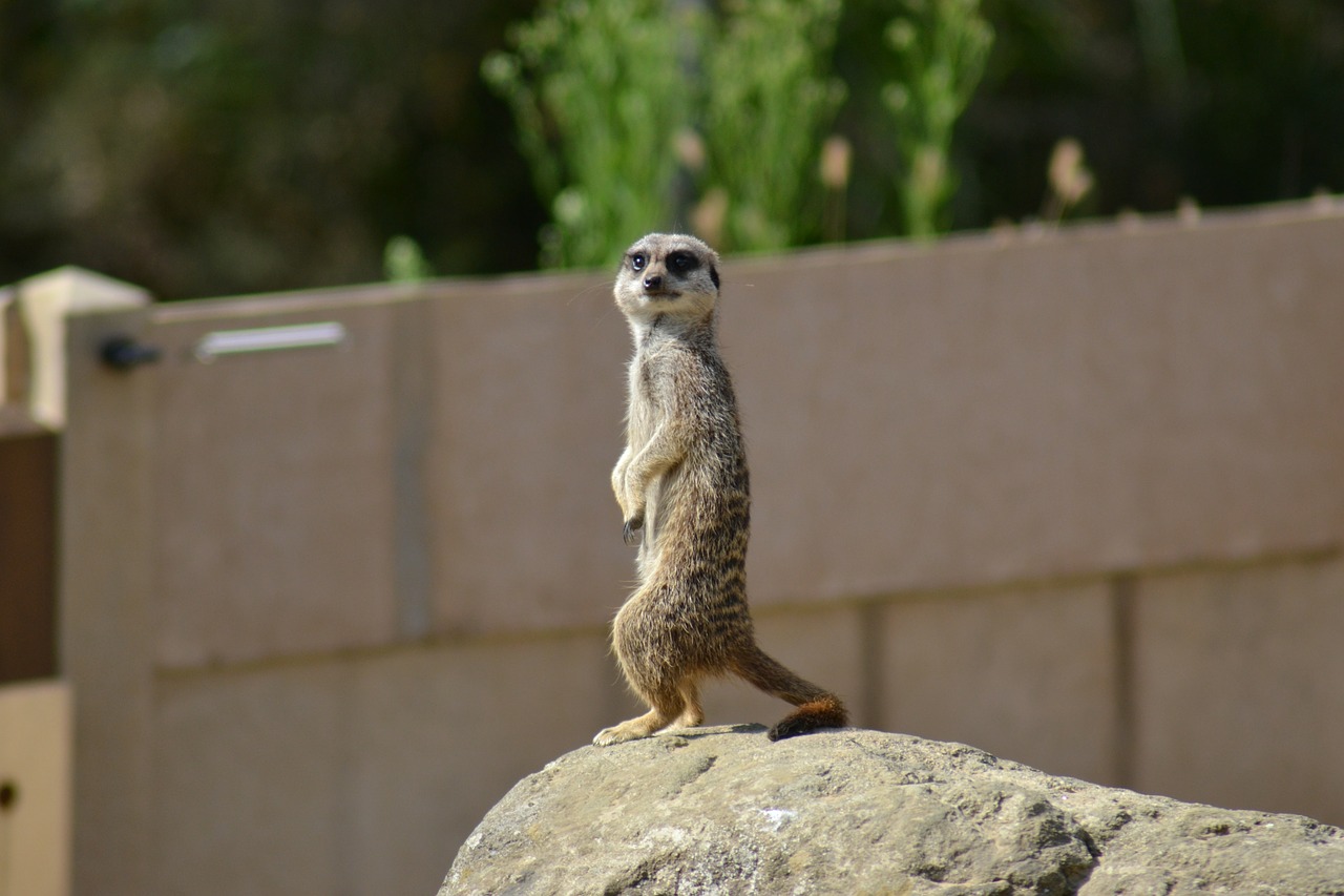 meerkat suricate simples free photo