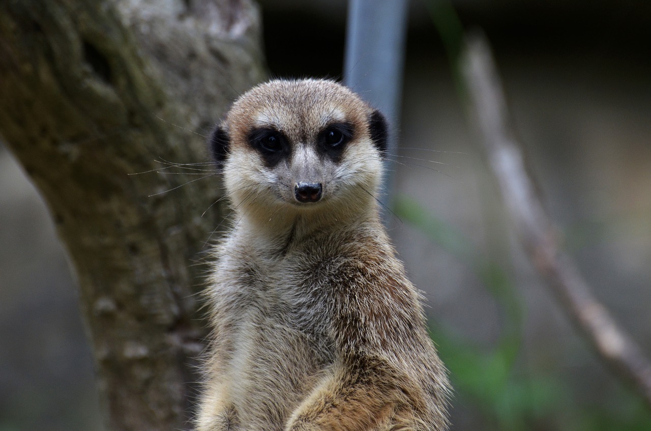 meerkat zoo portrait free photo