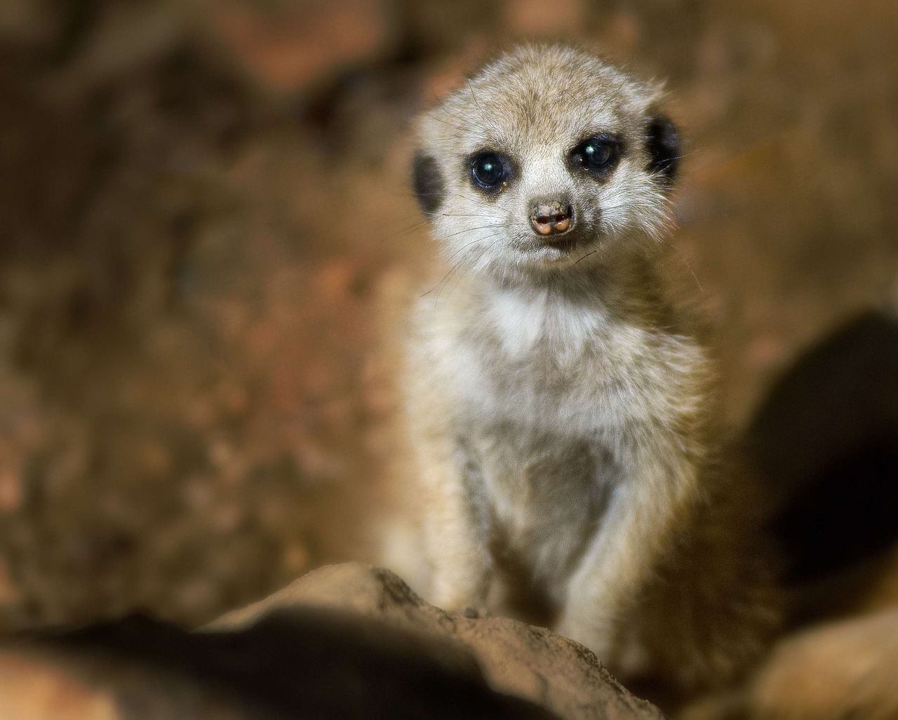 meerkat young baby free photo